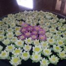 Siem Reap Evergreen Hotel